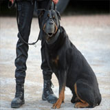 maitre chien marrakech maroc